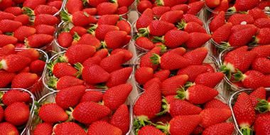 fraises LP 1908 home