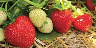 Fraises Cadenza home