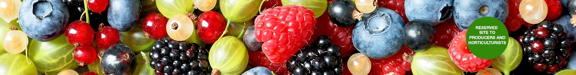 fruits-rouges-homeGB