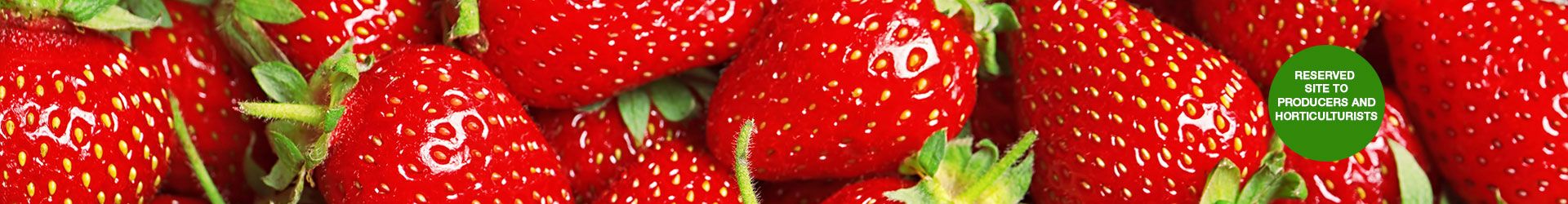 fraise-homeGB