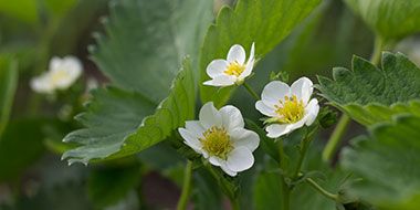 TYPES DE PLANTS DE FRAISIERS 