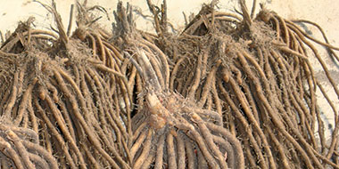 TYPES DE PLANTS D'ASPERGES