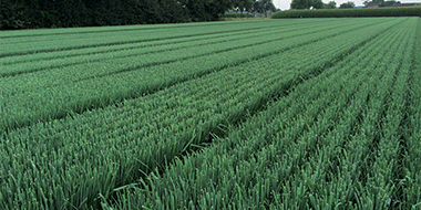 TYPES DE PLANTS DE POIREAUX