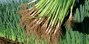 GAMME PROFESSIONNELLE