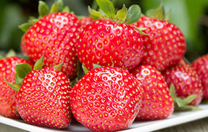 base-nouveaute-dahli