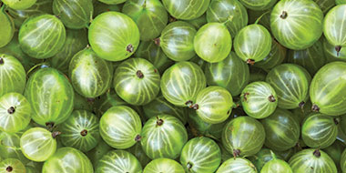 Plants de groseilliers à maquereaux