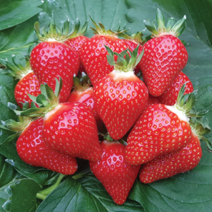 MANON DES FRAISES®