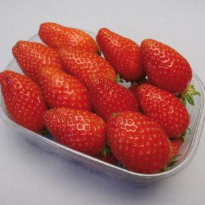Ciflorette