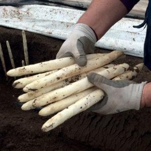 daleza asperge angier