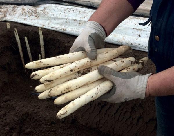 daleza asperge angier