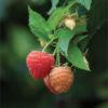 clarita framboise fruits angier