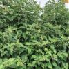 optima framboise feuillage2 angier