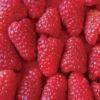 optima framboise fruits angier
