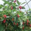 Optima framboise feuillage angier