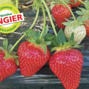 twist fraises angier