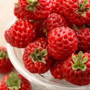 fraise ANARED-©neillangan