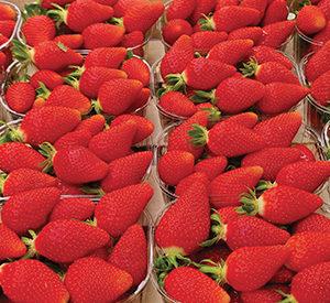 Fraises LP 1908