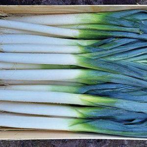 Signora (HZ 33-3205)