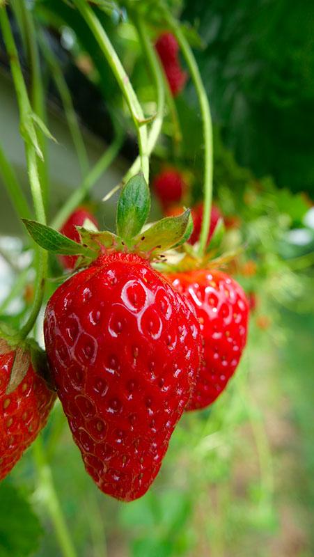 клубничный маргарит