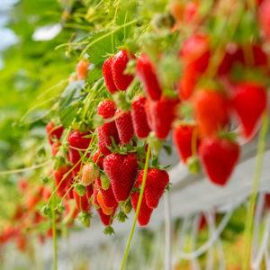 Mariguetet exploitation fraises