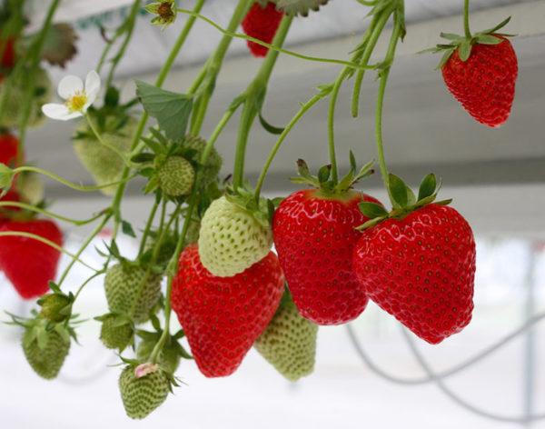 marly fraises