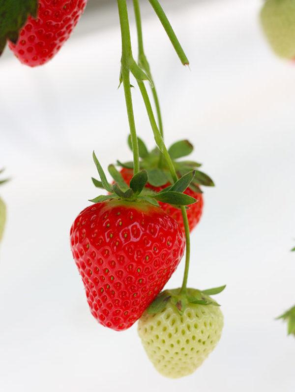 marly fraises