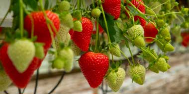 meggy fraise home